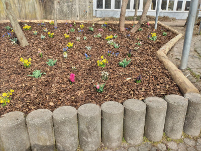 …Frühlingsblumen im Schulgarten 