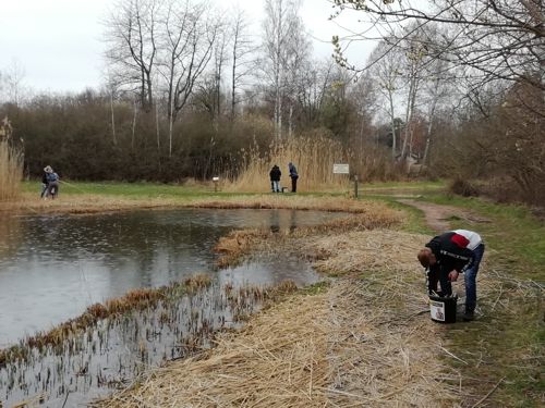 Weiden sammeln für Anfertigung Insektenhotel